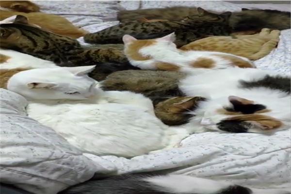 原創
            男子收養32只流浪貓，每天醒來床上堆滿了貓，網友：一堆人民幣啊 寵物 第1張