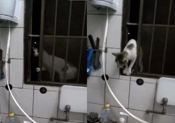 窗户见到一只黑白猫好不好