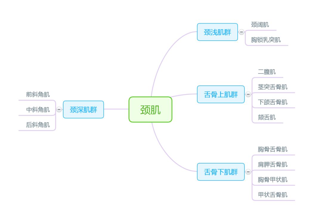 解剖思维导图运动系统