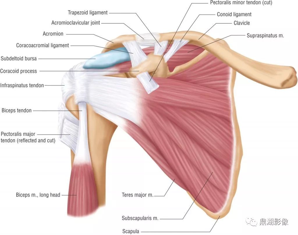肩关节解剖概述