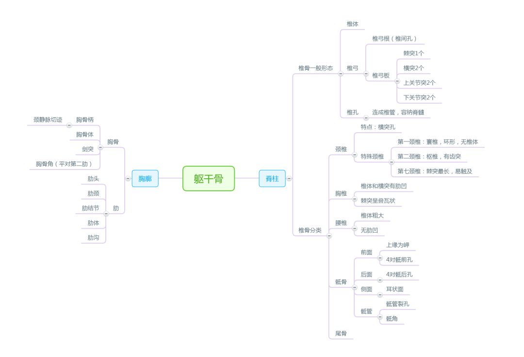 解剖思维导图——运动系统