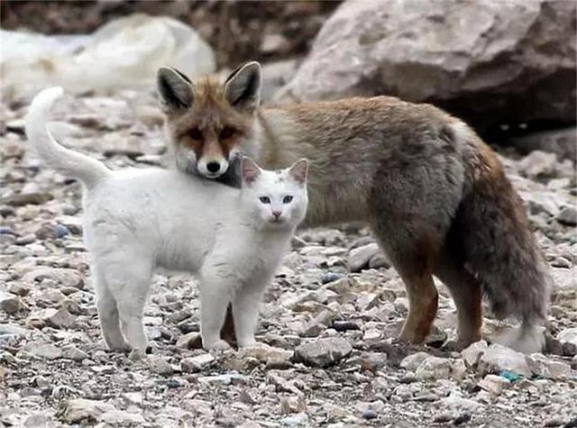狐貍和貓咪相伴的故事，小狐貍初識貓咪不忍吃掉，看完感動（一） 未分類 第1張