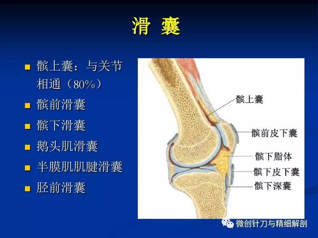 膝关节精细解剖