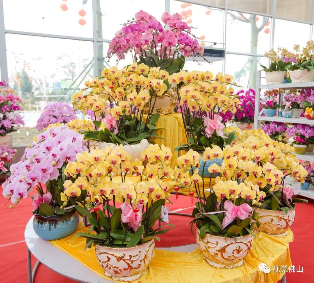 陈村花卉世界今日开幕 市民在陈村迎春花市选购年花.