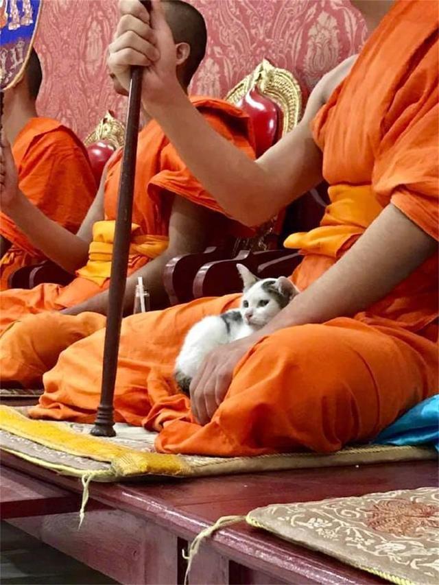 貓咪臥在僧人身上，是為了增加佛法嗎？它們都喜歡在哪臥著呢？ 未分類 第2張