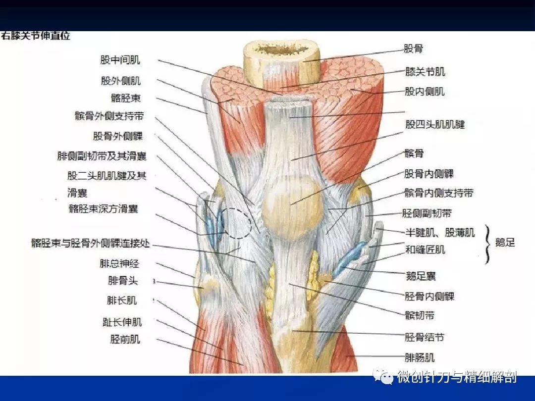 膝关节精细解剖