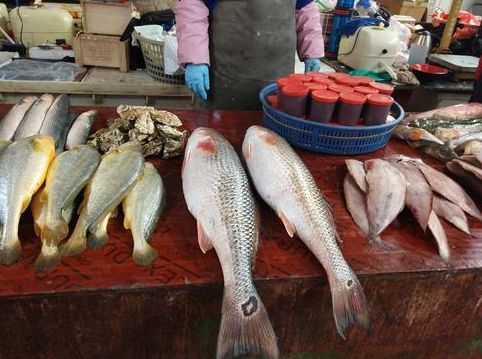 海鱼类 塔嘛鱼25元/斤  铜锣鱼10元/斤  黄花鱼20元/斤  带鱼20元/斤