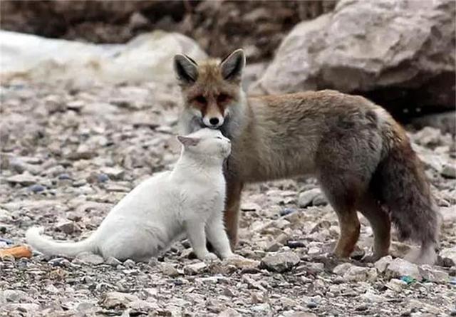 狐貍和貓咪相伴的故事，小狐貍初識貓咪不忍吃掉，看完感動（一） 未分類 第2張