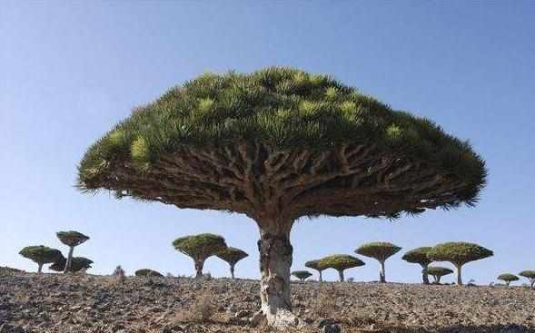 世界上最「寶貝」的5棵樹，一棵生長在中國，價值超過1億 未分類 第6張