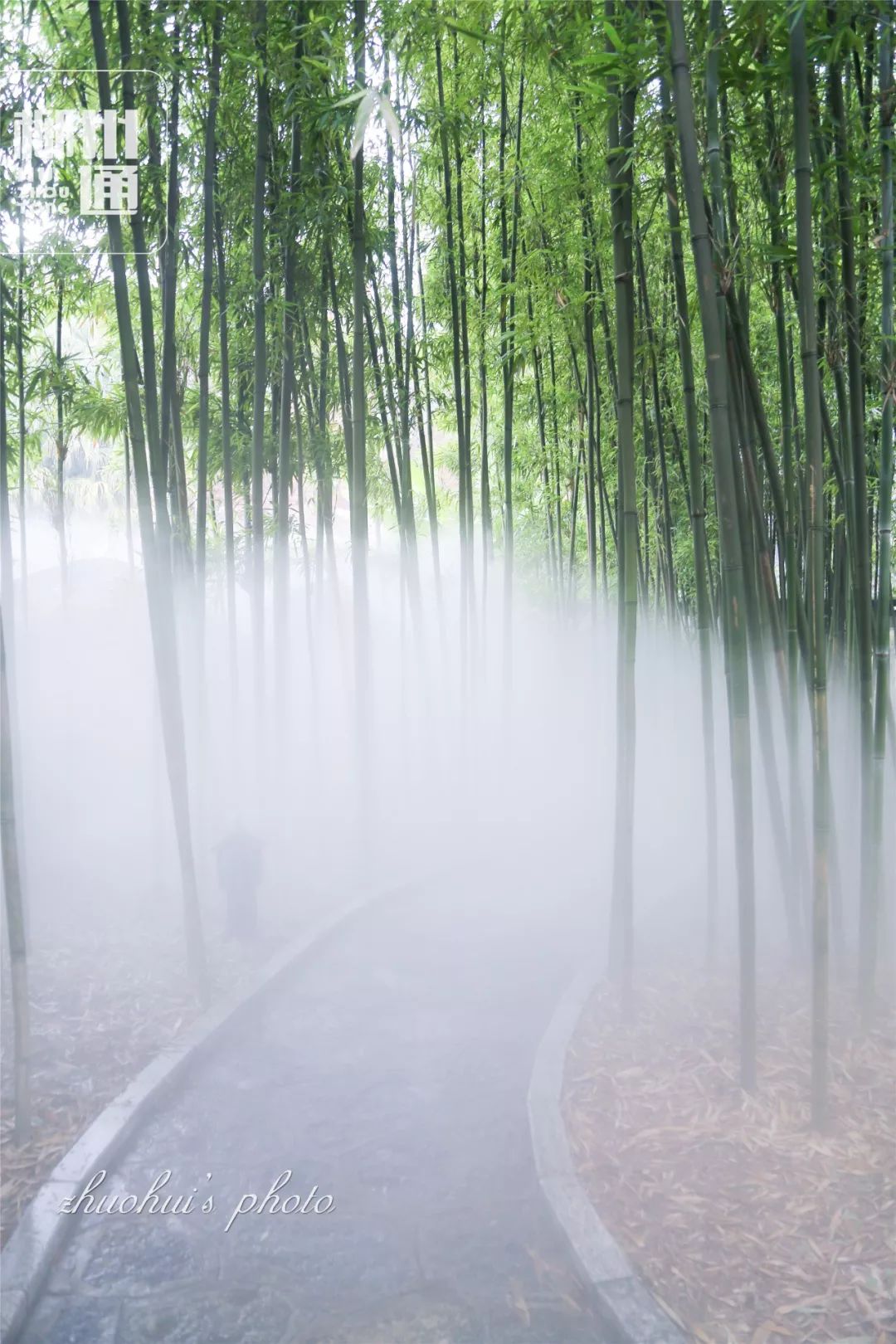 幽幽紫竹林,缥缈仙境处 悠远静谧的绿竹,加上腾腾升起白雾 最适合穿