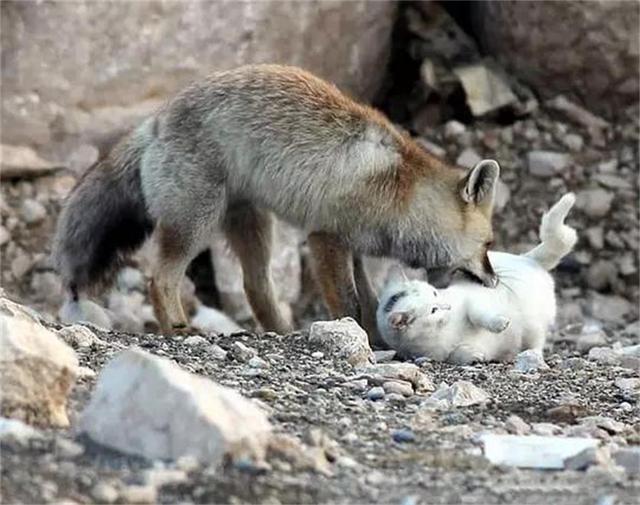 狐貍和貓咪相伴的故事，小狐貍初識貓咪不忍吃掉，看完感動（一） 未分類 第5張