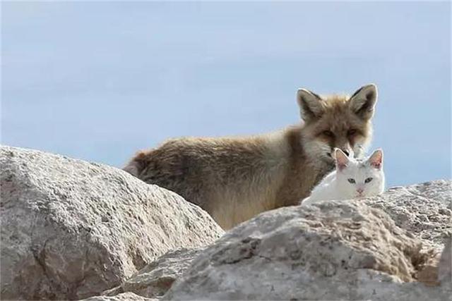 狐貍和貓咪相伴的故事，小狐貍初識貓咪不忍吃掉，看完感動（一） 未分類 第3張