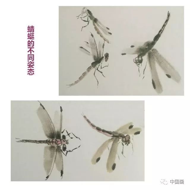 中国画-写意草虫,蜻蜓的画法