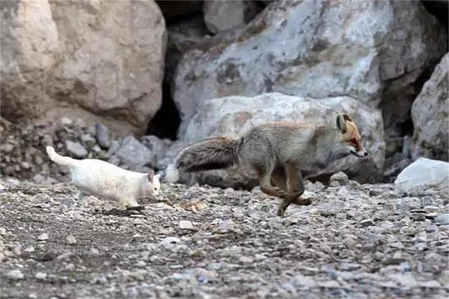 狐貍和貓咪相伴的故事，小狐貍初識貓咪不忍吃掉，看完感動（一） 未分類 第4張