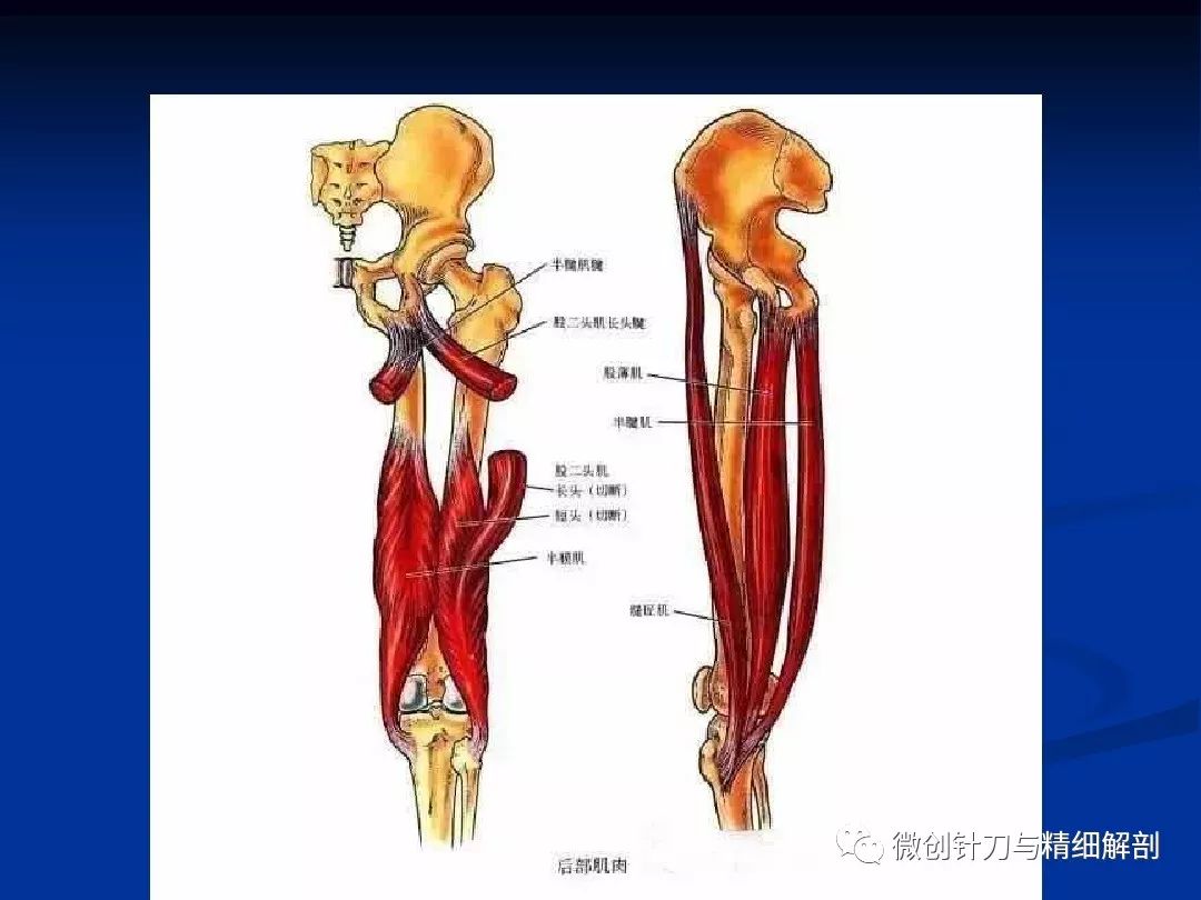 膝关节精细解剖