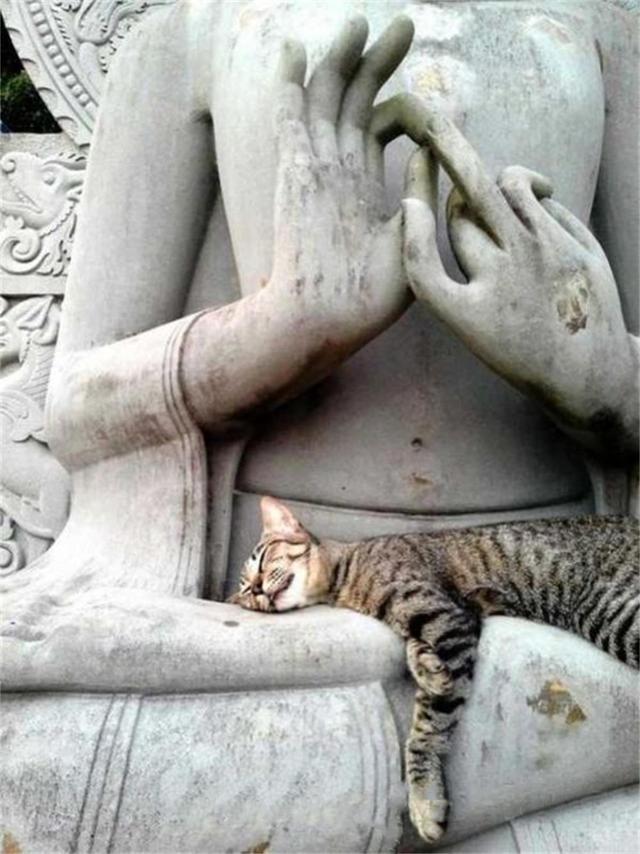 貓咪臥在僧人身上，是為了增加佛法嗎？它們都喜歡在哪臥著呢？ 未分類 第3張