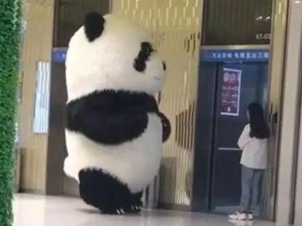 在我们生活中,是很难看到大熊猫的,除非是去专门的动物园内.