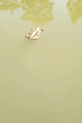 搞笑GIF：誰說烏龜不會翻身的！ 搞笑 第5張