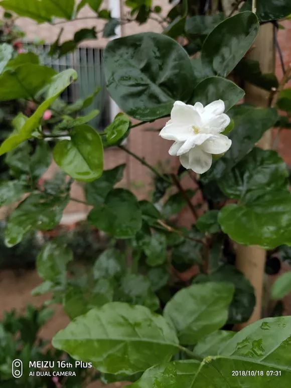 宠派养花大全 1,最好把茉莉花种在阳光充足,气温适宜的庭院,盆栽地栽