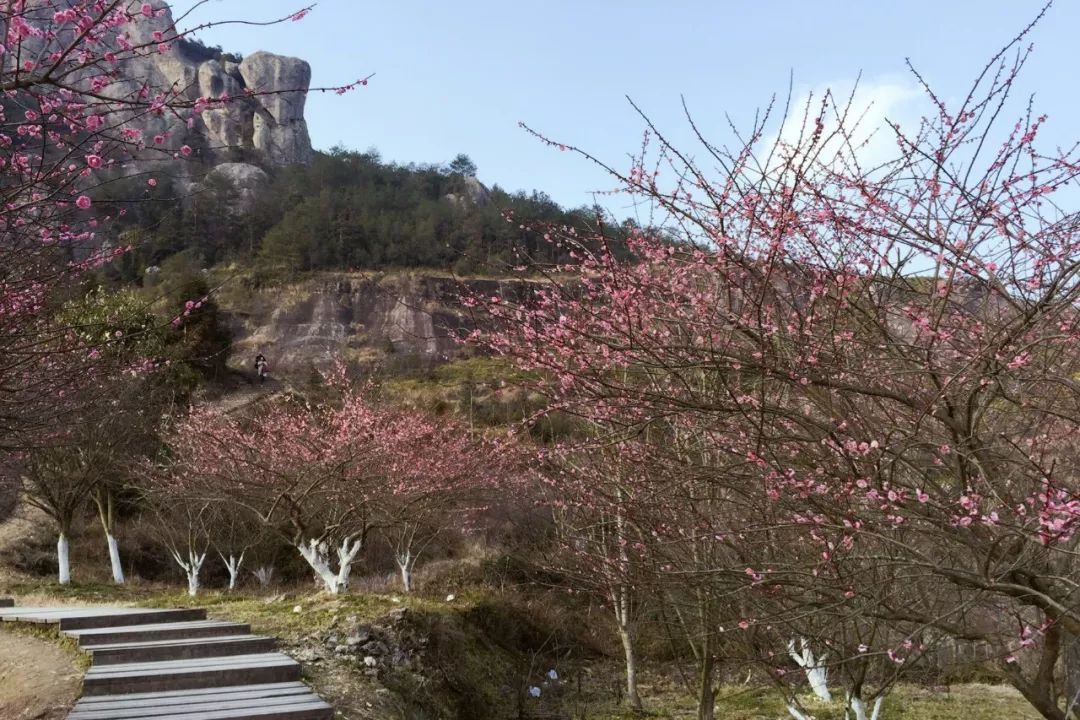 永嘉梅岙村的梅花经过数年的生长,成了温州真正的梅园.