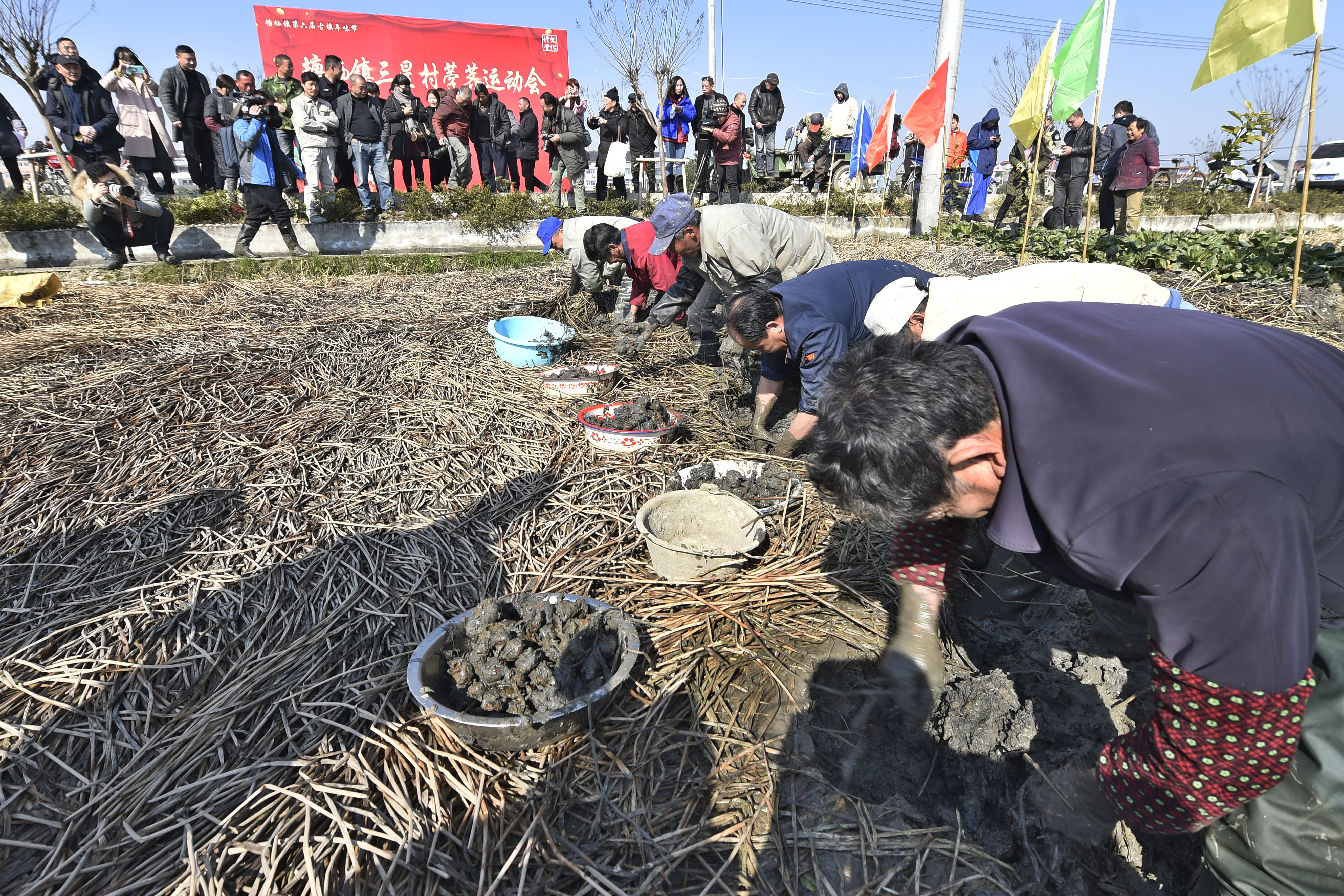 1月27日,三星村村民在参加挖荸荠比赛.