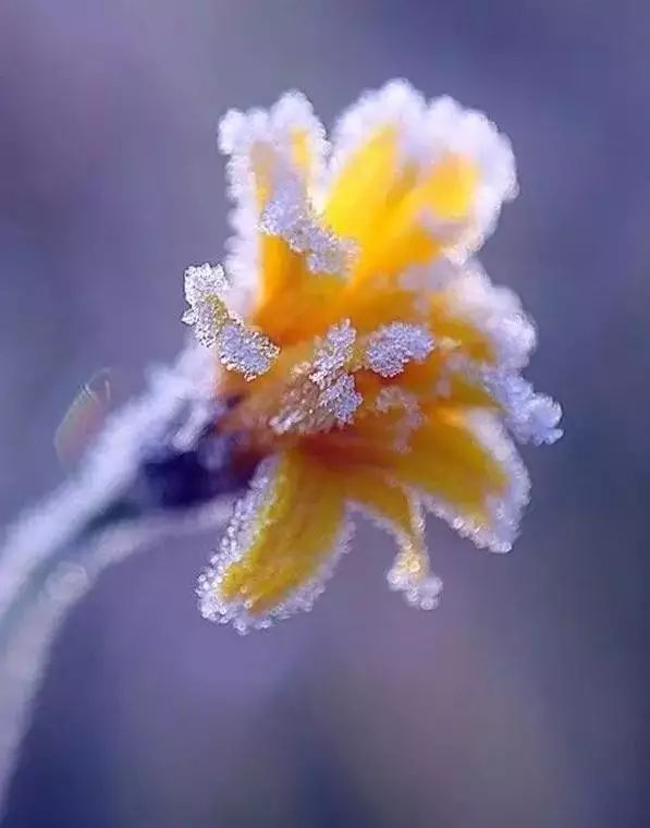 难得一见的雪中花和鸟,美到心醉!