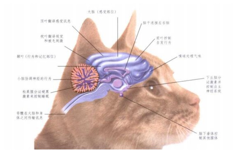 了解貓咪大腦和內分泌系統的特點 未分類 第1張