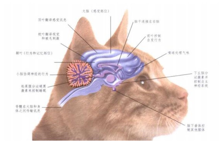 了解貓咪大腦和內分泌系統的特點 寵物 第1張