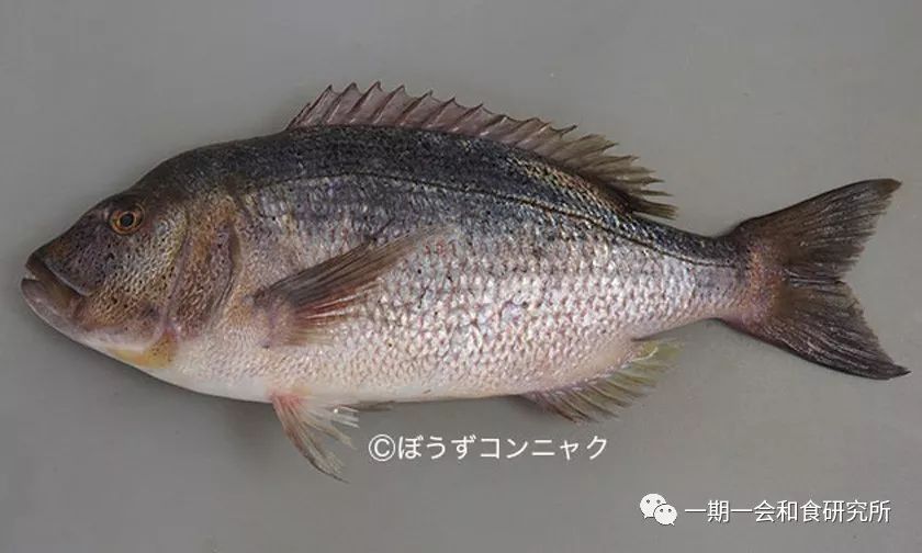 日本的代表鱼鲷鱼