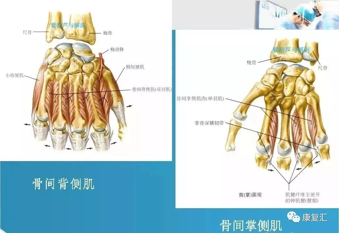 手部伸肌腱的解剖应用