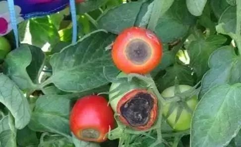 【作物病害】秋茬番茄常见九种病害,防治攻略拿走不谢