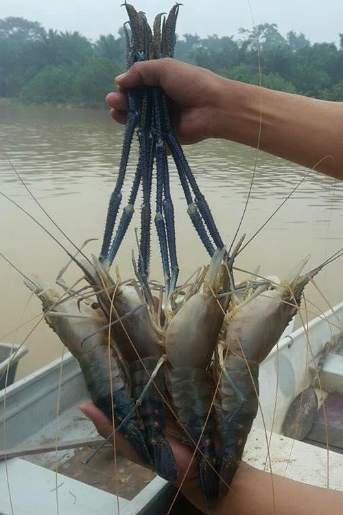 原創
            湄公河蝦已成災，一只蝦有小臂大小，吃貨遊客們開心了 旅遊 第3張