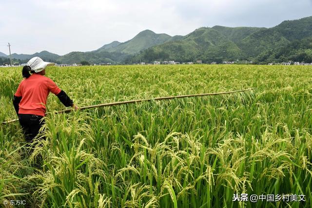 杂交水稻制种赶花授粉