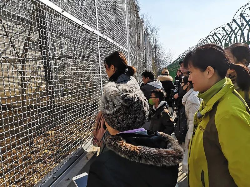 遇到野猪怎么办