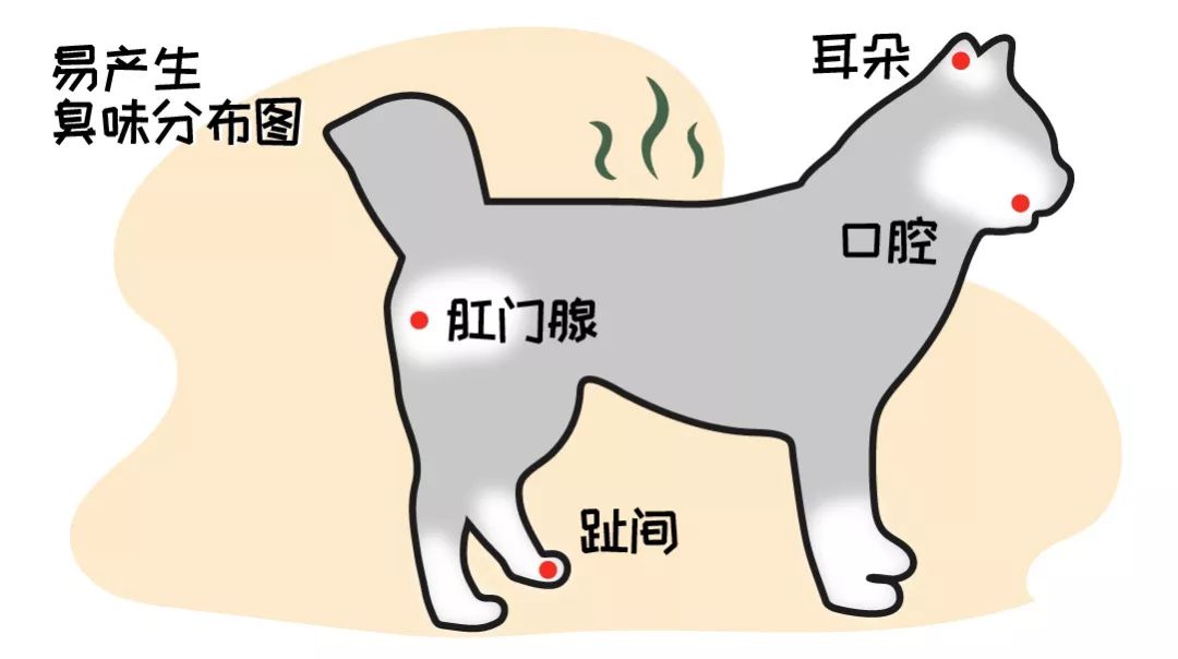 狗狗身上有臭味，是因為背著我偷偷吃屎了嗎？！ 未分類 第2張