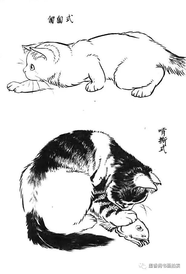 这么多画猫资料先收藏慢慢学