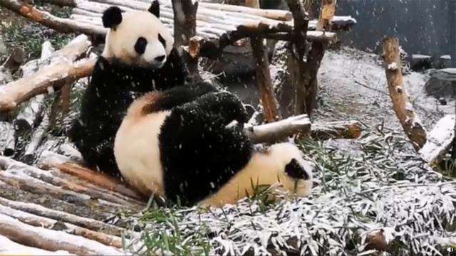 大熊貓見到雪後像南方人似的撒歡，網友：感覺喵生到達了高潮！ 未分類 第5張