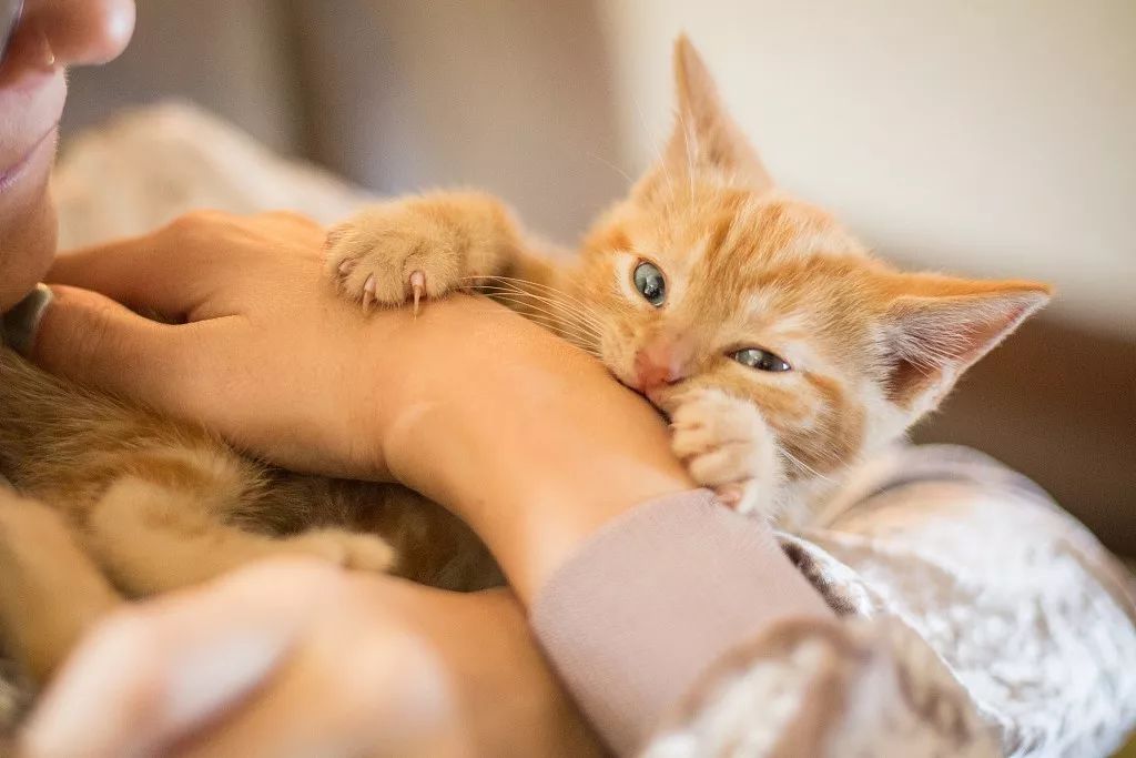 医周 丨猫狗和人咬伤的特点和处理原则