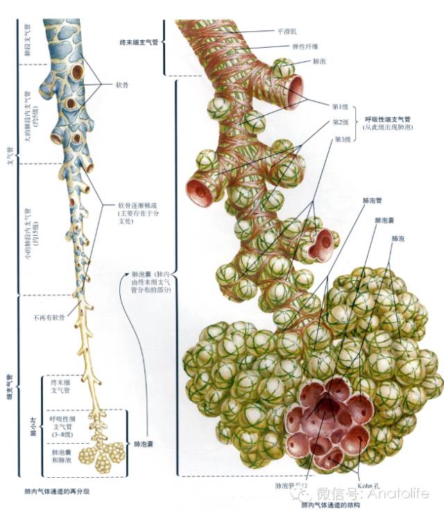 气管和支气管