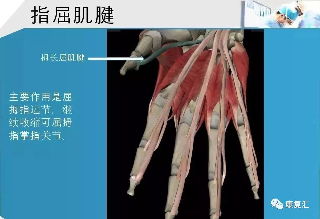 康复基础手部肌腱解剖及功能