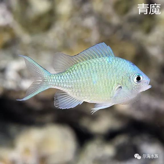 青魔,又称蓝绿光鳃鱼,是珊瑚缸中最为廉价的群游鱼之一,在水族箱中的