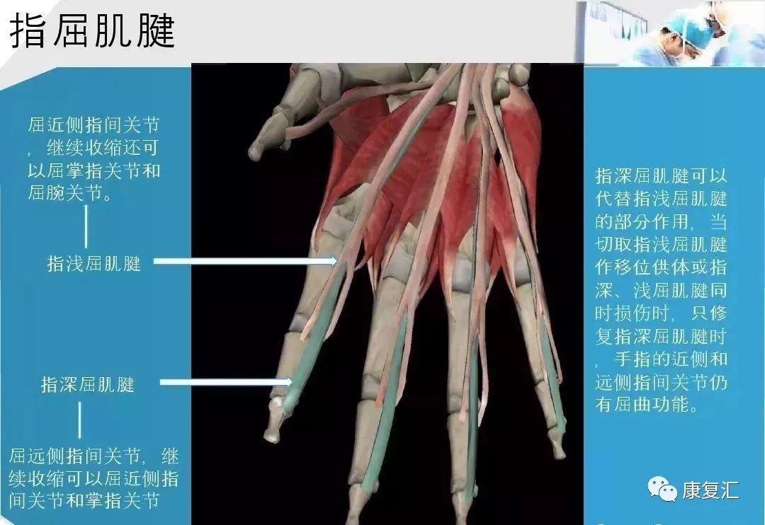 康复基础手部肌腱解剖及功能