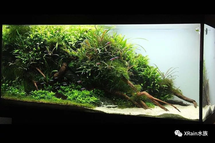 水草缸造景沉木水草泥化妆砂青龙石120cm