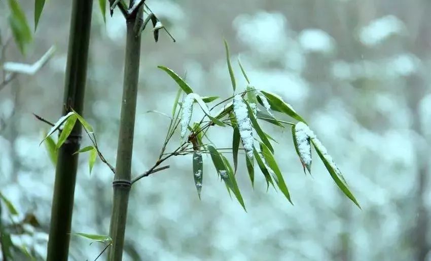 今古十大名家画雪竹:听雪敲竹 ,声韵悠然