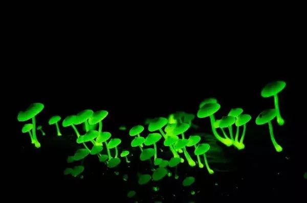 為什麼有的蘑菇會發光？ 生活 第1張