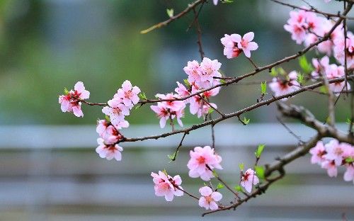 小山花绽放的舞台——短剧的魅力与前景