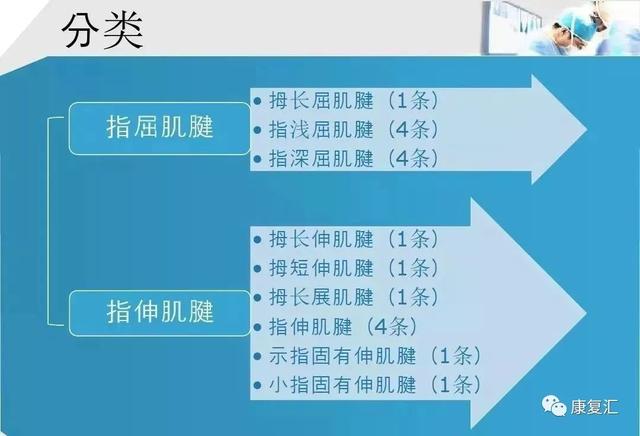 康复基础手部肌腱解剖及功能