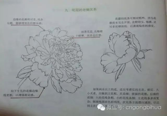 牡丹花的结构及其表现方法