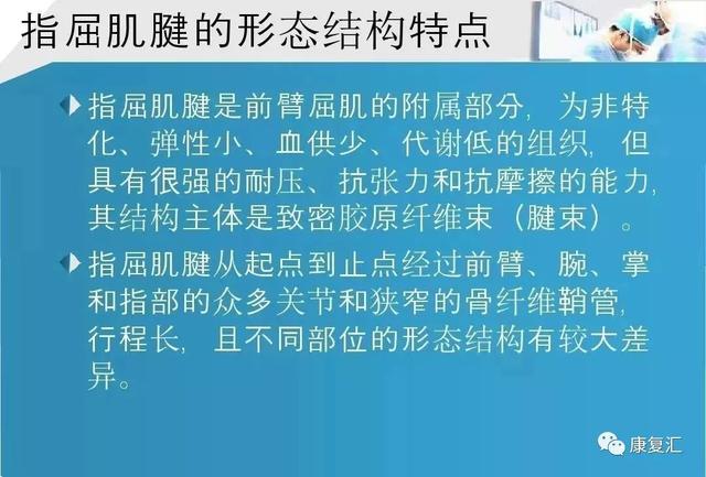 康复基础手部肌腱解剖及功能