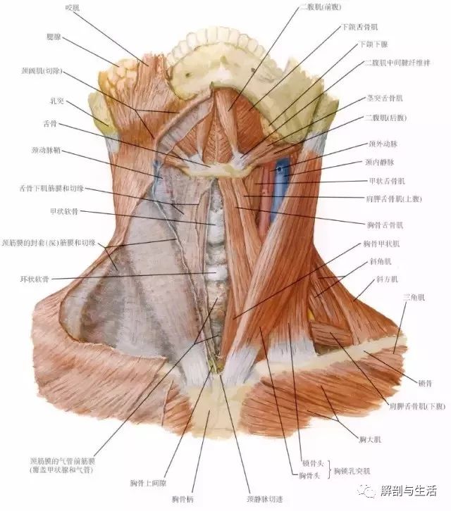 自环状软骨下缘至胸骨上窝,约有7-8个气管环称为颈部气管,因位置较浅